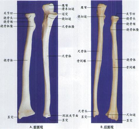 右是哪裏